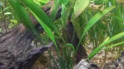 Pflanzen im Aquarium wild stones and plants