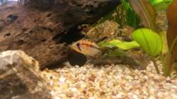 Besatz im Aquarium wild stones and plants