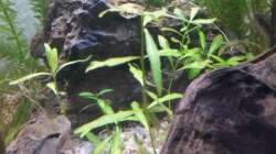 Wasserpest - Egeria densa (Hintergrund) und Indischer Wasserfeund - Hygrophila polysperma