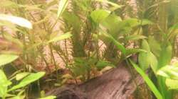 Besatz im Aquarium wild stones and plants