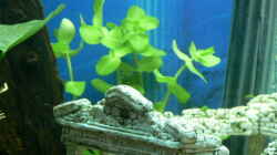 Pflanzen im Aquarium Becken 3177