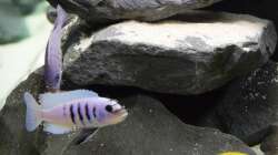 Cynotilapia sp. ´hara´ gallireya reef