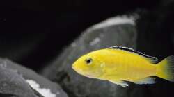 Labidochromis caeruleus