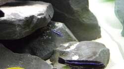 Besatz im Aquarium Mbuna Raumteiler