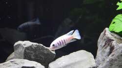 Cynotilapia sp. ´hara´ gallireya reef