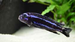 Melanochromis cyaneorhabdos