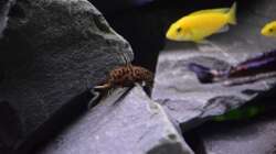 Synodontis lucipinnis