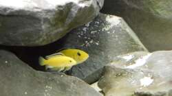 Labidochromis caeruleus