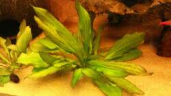 Pflanzen im Aquarium Südamerika Traum