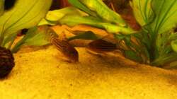 Aquarium Südamerika Traum