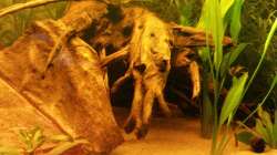 Dekoration im Aquarium Südamerika Traum