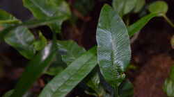 Humata heterophylla