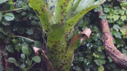 Neoregelia pauciflora spec. Brasil gepunktet