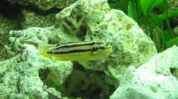 Melanochromis auratus Weib
