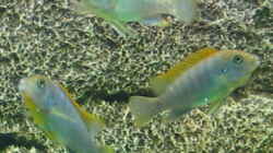 Besatz im Aquarium MALAWI 240 (2006-2008)