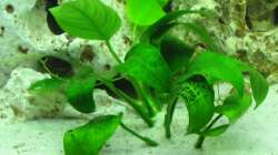 ANUBIAS barteri var. nana