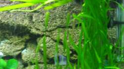 Vallisneria gigantea