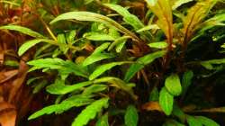Hygrophila pinnatifida
