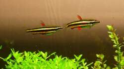 Nannostomus marginatus