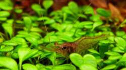 Desmocaris Trispinosa