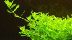 Hemianthus sp. ´Amano Pearl Grass´