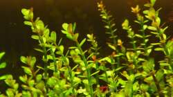  Rotala indica