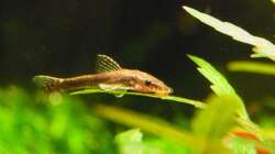 Otothyropsis piribebuy