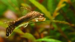 Otothyropsis piribebuy