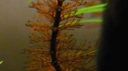 Myriophyllum tuberculatum