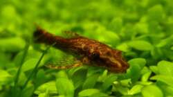 Otothyropsis piribebuy