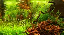 Dekoration im Aquarium Märchenwald (Nur noch Beispiel)