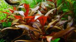 Alternanthera reineckii mini