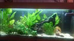 Aquarium Südamerika-Juwel Rio