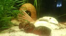 Dekoration im Aquarium Südamerika-Juwel Rio