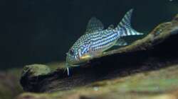 Besatz im Aquarium Südamerika-Juwel Rio