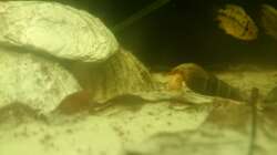 Besatz im Aquarium Südamerika-Juwel Rio