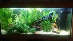 Aquarium Südamerika-Juwel Rio