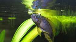 Besatz im Aquarium Südamerika-Juwel Rio