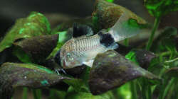 Besatz im Aquarium Südamerika-Juwel Rio