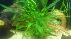 Pflanzen im Aquarium Südamerika-Juwel Rio