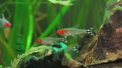 Besatz im Aquarium Südamerika-Juwel Rio