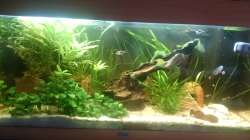 Aquarium Südamerika-Juwel Rio