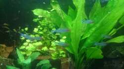 Pflanzen im Aquarium Südamerika-Juwel Rio