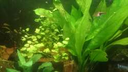 Pflanzen im Aquarium Südamerika-Juwel Rio