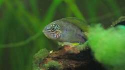 Besatz im Aquarium Südamerika-Juwel Rio