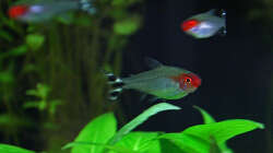 Besatz im Aquarium Südamerika-Juwel Rio