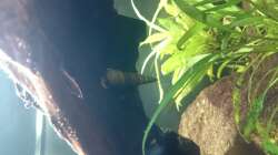 Besatz im Aquarium Südamerika-Juwel Rio