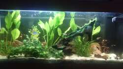 Aquarium Südamerika-Juwel Rio