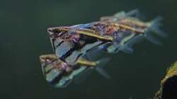 Besatz im Aquarium Südamerika-Juwel Rio