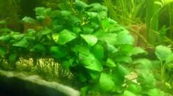 Pflanzen im Aquarium Südamerika-Juwel Rio